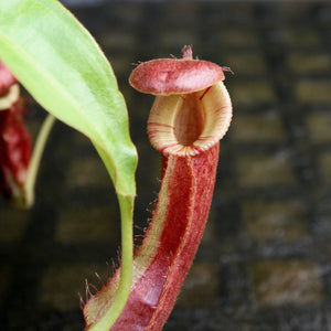 Nepenthes mirabilis var. echinostoma x {(Rokko x boschiana) x {[Rokko x (zakriana x spectabilis)] x TM}}, CAR-0217