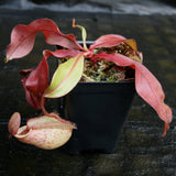 Nepenthes [(Viking x ampullaria) x ampullaria] x veitchii 'Pink Candy Cane', CAR-0233 Wholesale