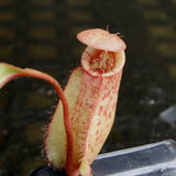 Nepenthes [(Viking x ampullaria) x ampullaria] x veitchii 'Pink Candy Cane', CAR-0233 Wholesale