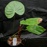 Philodendron nangaritense