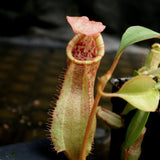 Nepenthes thorelii (d) x [(lowii x veitchii) x burbidgeae], CAR-0221