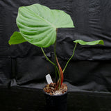 Philodendron nangaritense