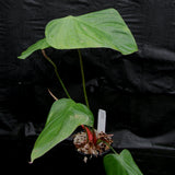 Philodendron nangaritense