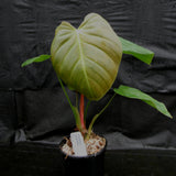 Philodendron nangaritense