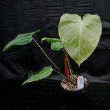 Philodendron nangaritense