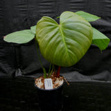 Philodendron nangaritense