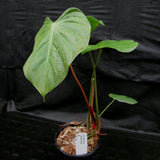 Philodendron nangaritense