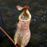 Nepenthes thorelii (d) x [(lowii x veitchii) x burbidgeae], CAR-0221