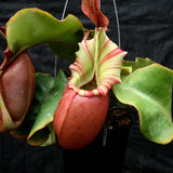 Nepenthes veitchii ("Big Mama" x "Pink Candy Cane"), CAR-0001