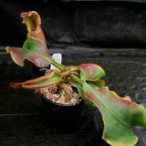 Nepenthes veitchii ("Big Mama" x "Pink Candy Cane"), CAR-0001