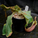 Nepenthes veitchii ("Big Mama" x "Pink Candy Cane"), CAR-0001