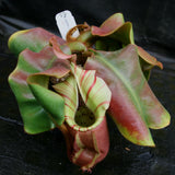 Nepenthes veitchii ("Big Mama" x "Pink Candy Cane"), CAR-0001 - Exact Plant 03/15/24