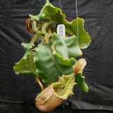 Nepenthes veitchii ("Big Mama" x "Pink Candy Cane"), CAR-0001