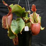 Nepenthes veitchii ("Big Mama" x "Pink Candy Cane"), CAR-0001 - Exact Plant 03/15/24