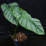 Philodendron sodiroi aff