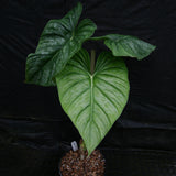 Philodendron sodiroi aff