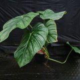 Philodendron sodiroi aff