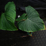 Philodendron plowmanii