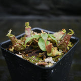 Nepenthes [(Viking x ampullaria) x northiana] x ampullaria 'Black Miracle', CAR-0306