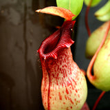 Nepenthes ventricosa Madja-as x [(ventricosa x sibuyanensis) x Trusmadiensis], CAR-0039