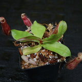 Nepenthes [(Viking x ampullaria) x northiana] x Redonkulas, CAR-0305