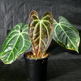 Anthurium sp. nov Darién (besseae aff.)