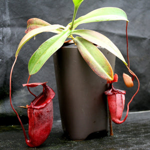 Nepenthes sibuyanensis x (spathulata x jacquelineae), CAR-0038