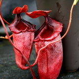 Nepenthes sibuyanensis x (spathulata x jacquelineae), CAR-0038