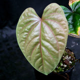 Anthurium debilis