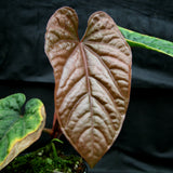 Anthurium debilis