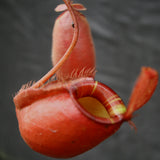 Nepenthes rafflesiana x ampullaria 'Black Miracle'