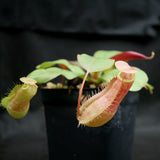 Nepenthes smilesii x (sibuyanensis x merrilliana), CAR-0164