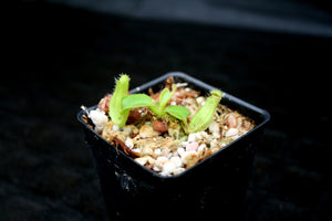 Nepenthes truncata (d) x Pasian Red, CAR-0103