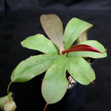 Nepenthes smilesii x (sibuyanensis x merrilliana), CAR-0164