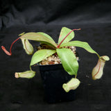 Nepenthes smilesii x (sibuyanensis x merrilliana), CAR-0164