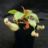 Nepenthes smilesii x (sibuyanensis x merrilliana), CAR-0164