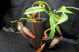 Nepenthes spectabilis x talangensis BE-3769