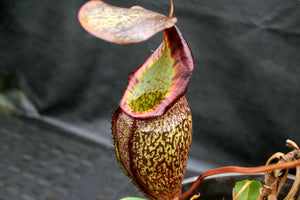 Nepenthes spectabilis x talangensis BE-3769