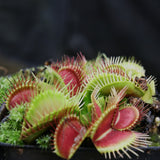 Venus Flytrap- Dionaea muscipula "Funnel Trap"