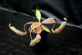 Nepenthes vogelii, BE-3256