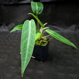 Anthurium aff. cirinoi "Hawaii" x warocqueanum