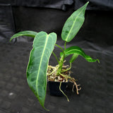 Anthurium aff. cirinoi "Hawaii" x warocqueanum