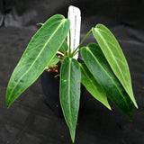 Anthurium aff. cirinoi "Hawaii" x warocqueanum