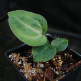 Anthurium (magnificum x crystallinum) x (papillilaminum x Doc Block), CAR-0309