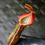 Nepenthes singalana variegated x [(lowii x veitchii) x boschiana]-white, CAR-0060