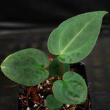 Anthurium "Red Crystallinum" x carlablackiae, CAR-0310