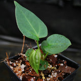 Anthurium "Red Crystallinum" x carlablackiae, CAR-0310