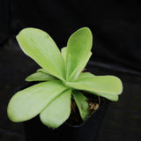 Pinguicula gigantea butterwort plant