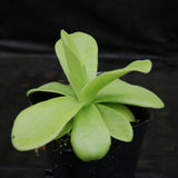 Pinguicula gigantea butterwort plant