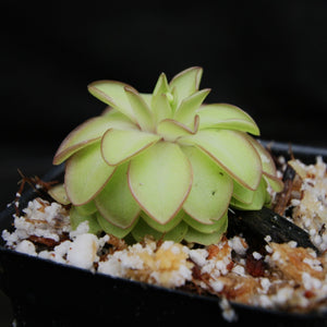 Pinguicula 'Seductora' Butterwort